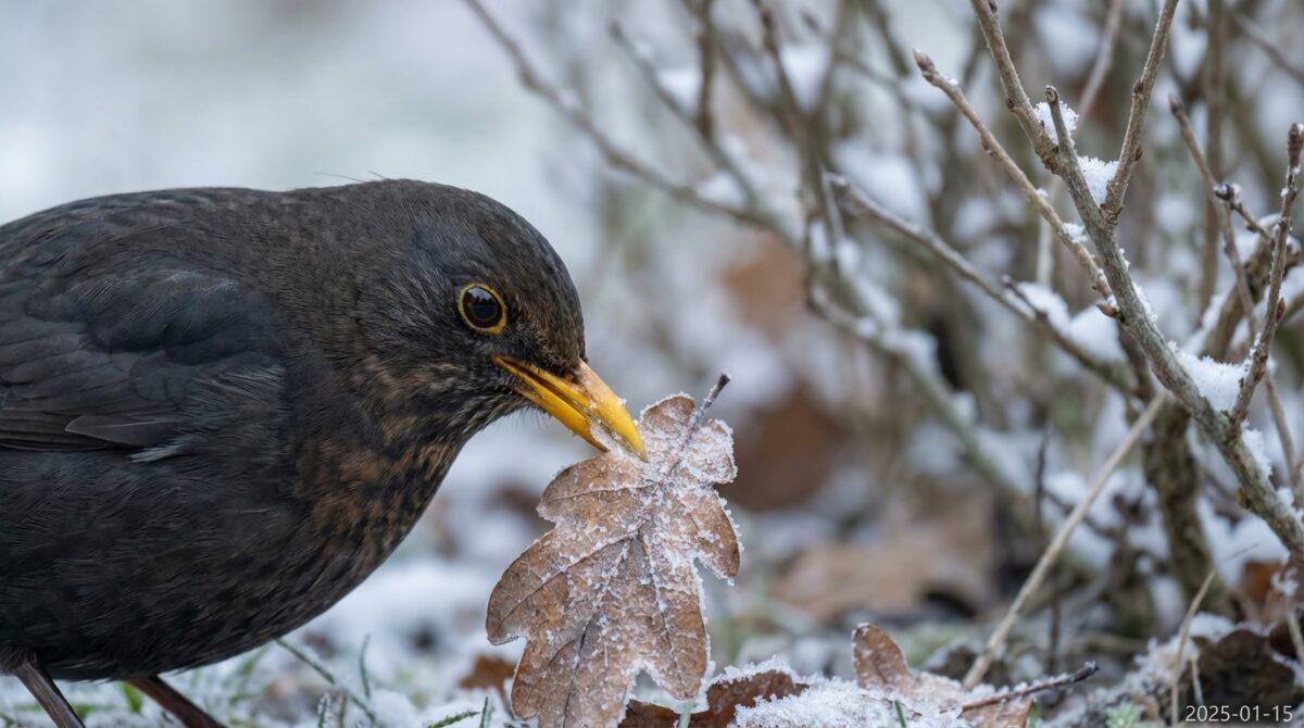 amseln vermeiden im winter futterstellen aufgrund eines häufigen fehlers von menschen, doch einfache lösungen sorgen dafür, dass die vögel trotzdem nahrung finden.