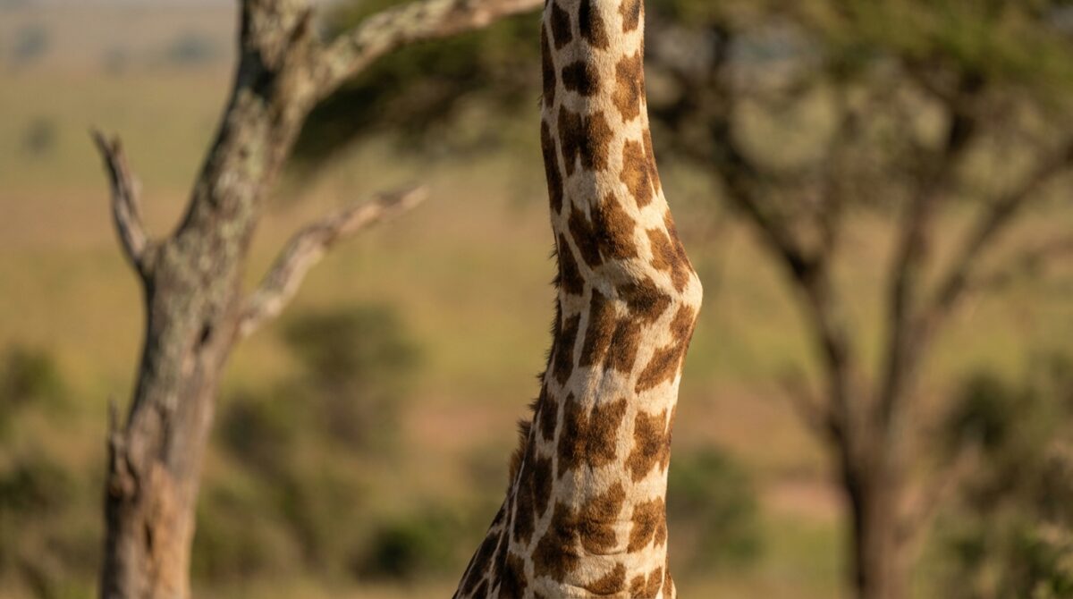 eine ungewöhnliche giraffe mit seltsamem hals in südafrika fordert das traditionelle verständnis der wissenschaftler heraus und bietet neue einblicke in die tierwelt.