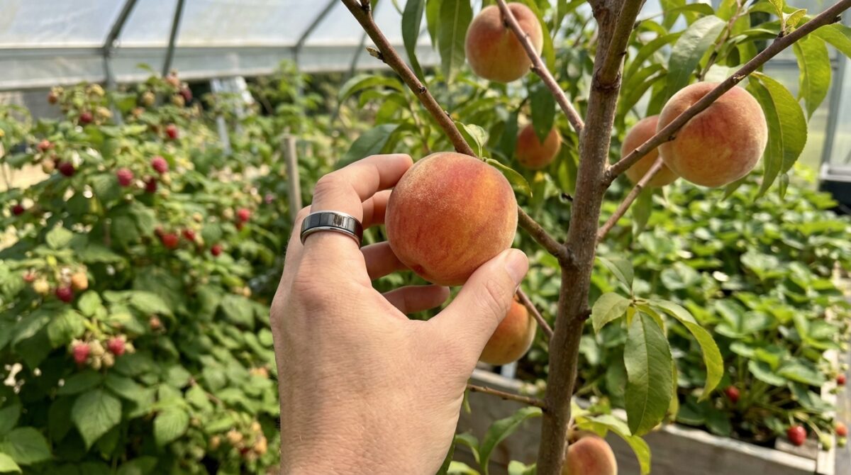 pflanzt diese 10 obstbäume jetzt und verwandelt euren garten in eine fruchtbare oase für die ernte ab sommer 2026. tipps und tricks für nachhaltigen obstgarten.