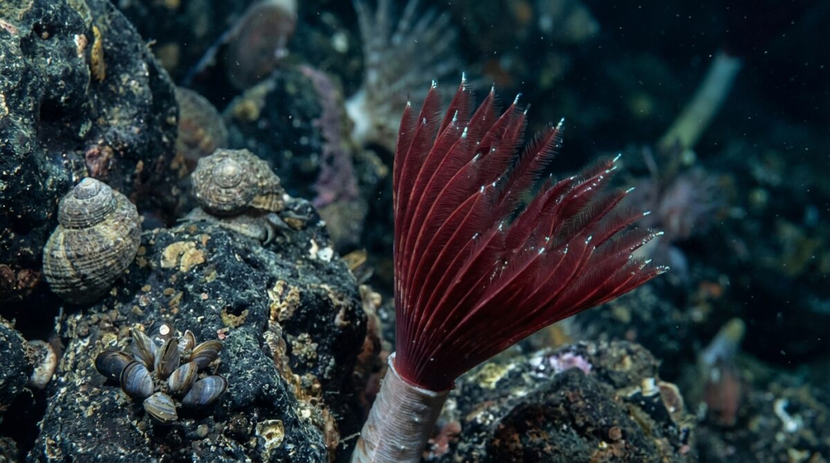 gigantische würmer unter dem ozean entdeckt: wissenschaftler sind erstaunt über diese unglaubliche entdeckung tief unter der meeresoberfläche.