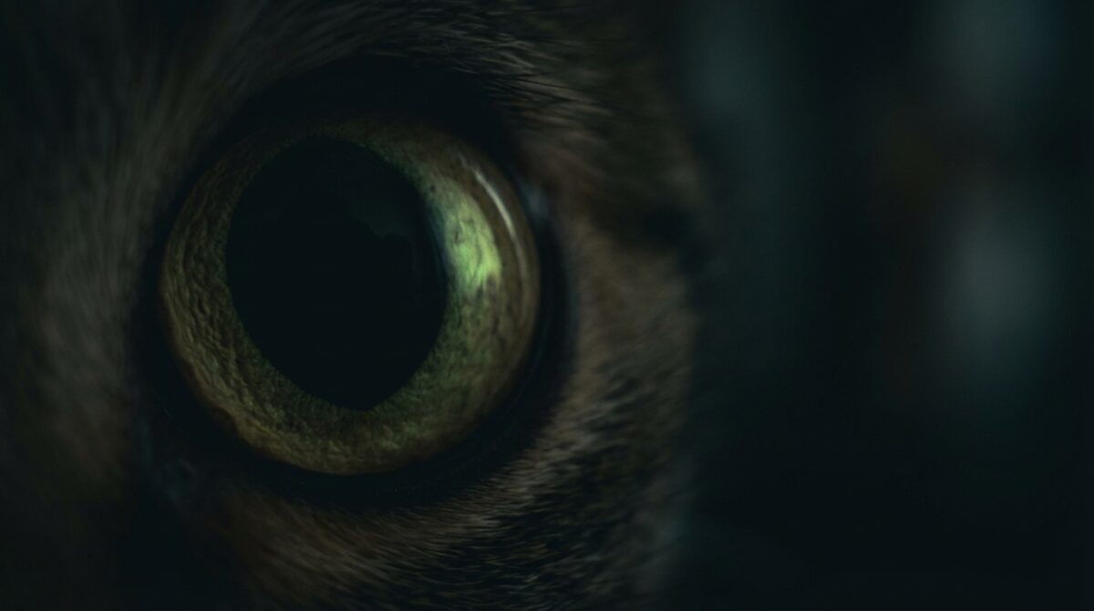 entdecken sie, wie katzen im dunkeln sehen können und erfahren sie die geheimnisse ihrer erstaunlichen nachtsicht.